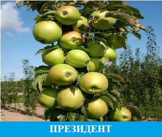 Саженцы яблони на карликовом подвое купить весна 2024 или осень 2024 в ...